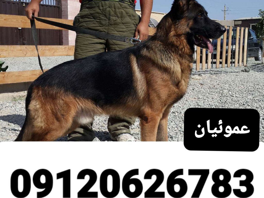 خرید و فروش سگ ژرمن شپرد شولاین
