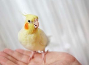 all-about-cockatiels1