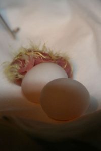 cockatiel-birds-eggs1