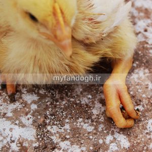 کمبود کلسیم یا تتانی کلسیم Calcium Tetany در پرندگان و طوطی سانان چیست ...