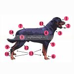 سگ روتویلر Rottweiler
