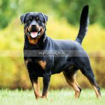 معرفی نژاد سگ روتویلر Rottweiler