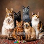 مقایسه اندازه گربه ها